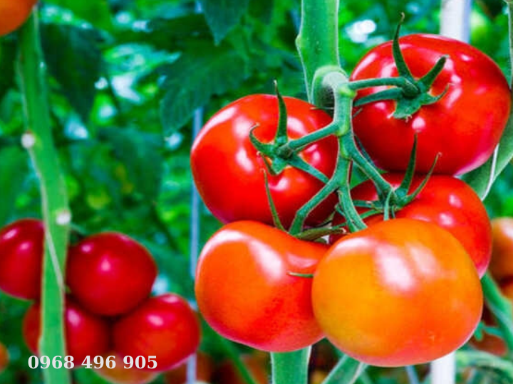 Lycopene trong cà chua giúp giảm nguy cơ và phòng ngừa ung thư